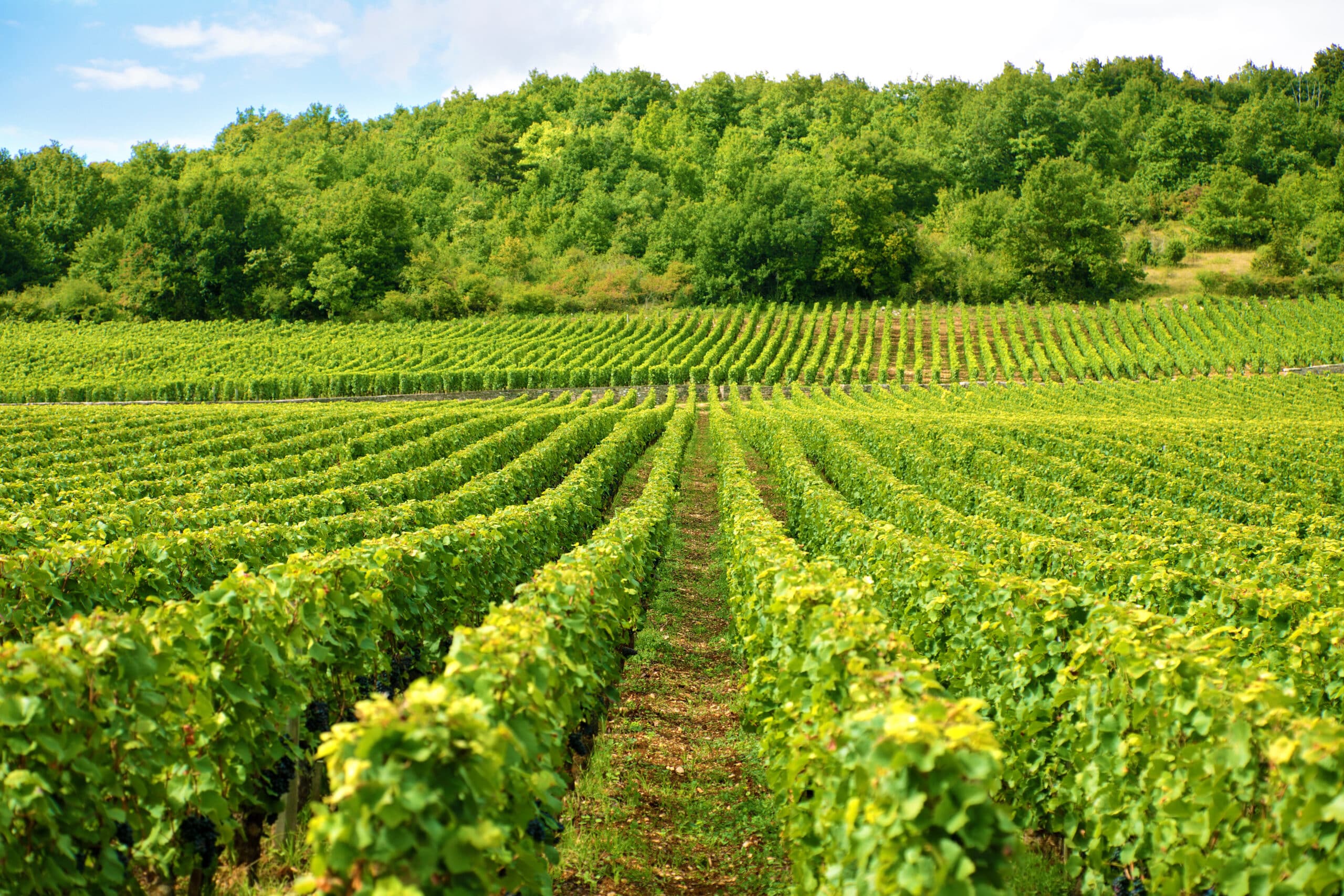 Vue sur des vignobles français