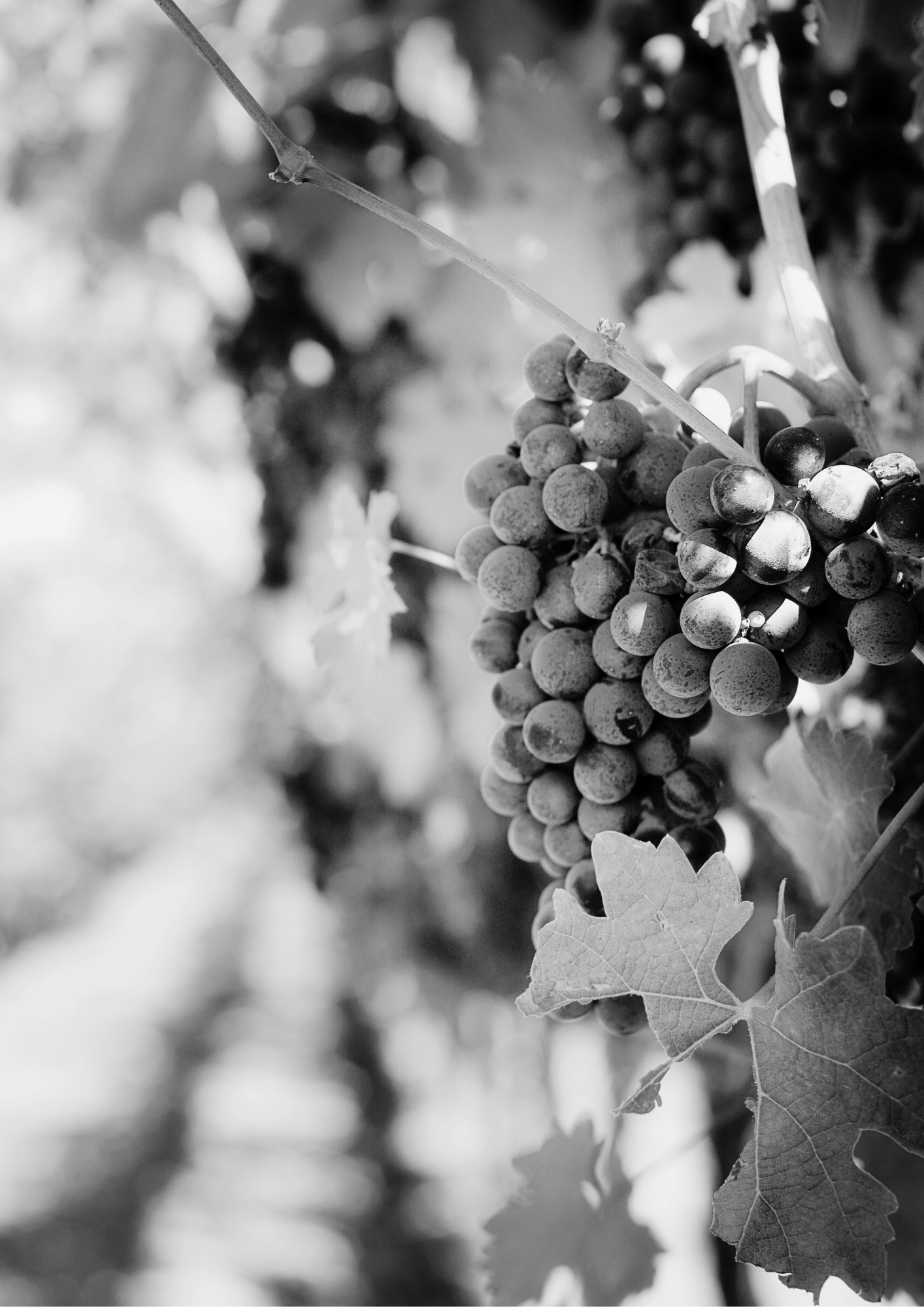 Colloque : Les nouveaux défis de la viticulture